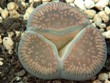 Lithops_aucampiae_